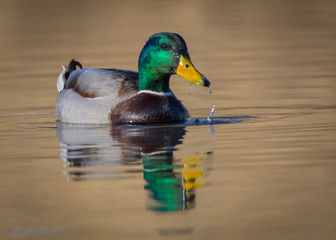 Most handsome boy in town