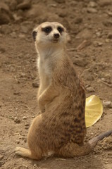 Meerkat IV
