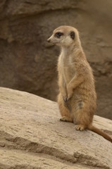 Meerkat II