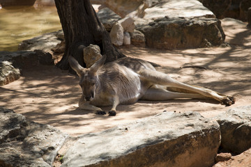 The Kangaroo