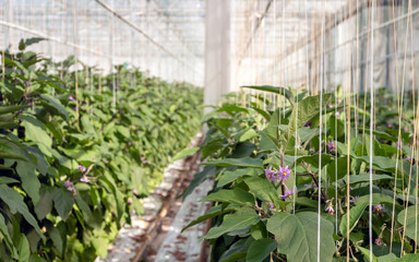Blooming eggplant plants in a large greenhouse