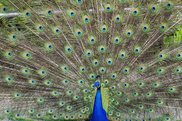 Obraz premium licentious Peacock 