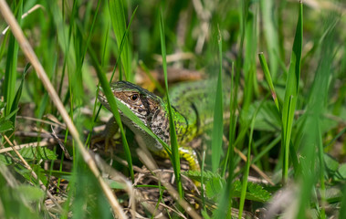 Lizard in the grass