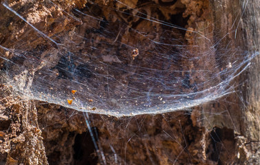 Cobweb reflection