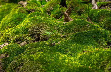 Landscape made of moss