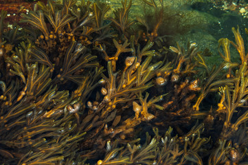 Bladderwrack