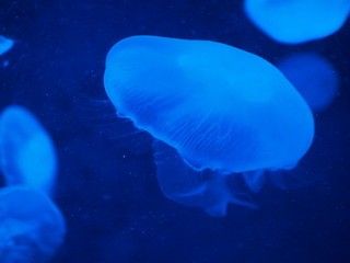 Obraz premium 水族館