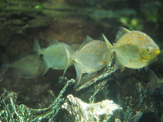 水族館