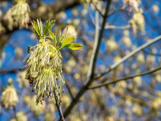 Eschen-Ahorn (Acer negundo) Blüten