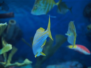 水族館