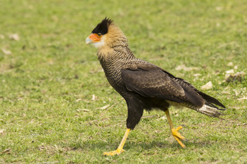 Caracara crested