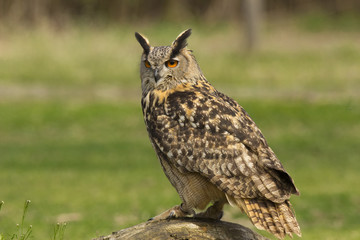 Royal owl