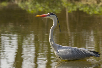 Grey Heron in a lake