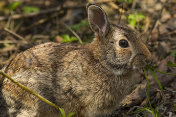 Wild rabbit