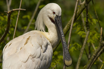 Large bird spatula in its habitat