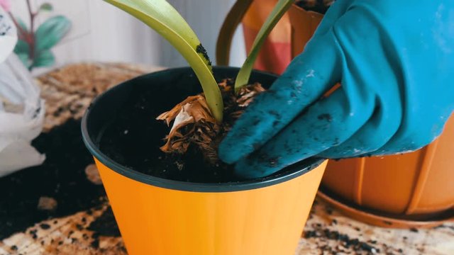 The woman transplants the indoor lily flowers into new multi-colored flower pots