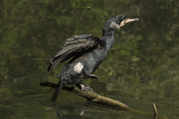 Cormorant in a pond