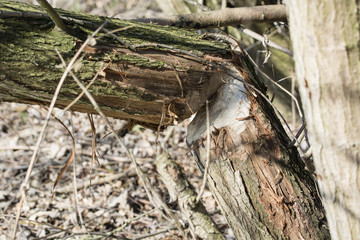 Broken tree trunk after bobbing.