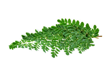 Moringa leaves on white background