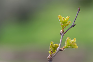 Young leaf of the vine