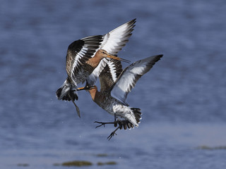 Black-tailed godwit (Limosa limosa)