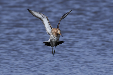 Black-tailed godwit (Limosa limosa)