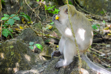 The monkey sit in the forest is happy to eat corn. Khao-sok. Thailand
