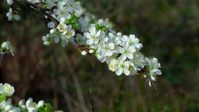 Plums blossoms on the wind - (4K)
