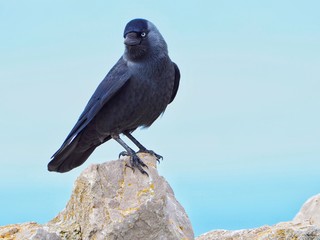 Jackdaw Bird