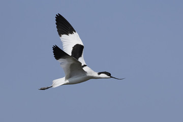 Pied avocet (Recurvirostra avosetta)