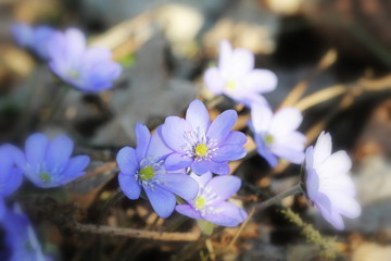 Blue flowers of Hepatica Nobilis also Common Hepatica, liverwort, kidneywort, pennywort, Anemone hepatica.