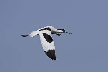 Fototapeta na wymiar Pied avocet (Recurvirostra avosetta)