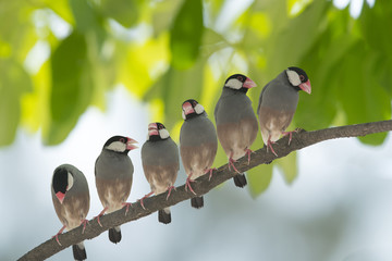 Java Sparrow perching on a branch