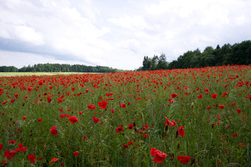 Rot blühender Klatschmohn auf einer grünen Wiese im Sommer