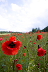 Rot blühender Klatschmohn auf einer grünen Wiese im Sommer