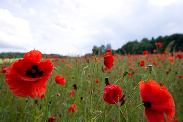 Rot blühender Klatschmohn auf einer grünen Wiese im Sommer