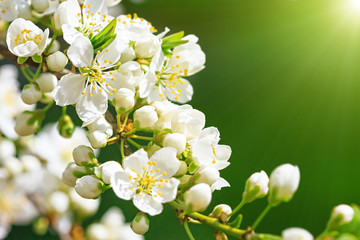 Blooming wild plum tree