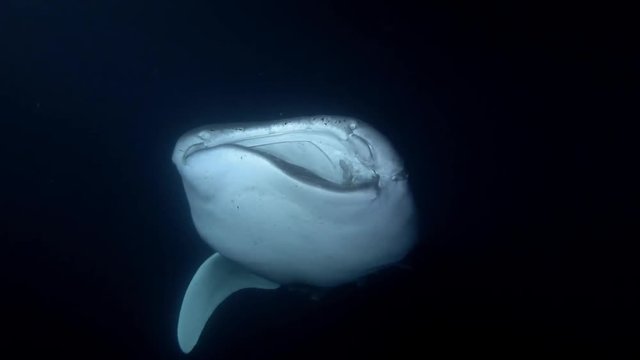Whale Shark (Rhincodon typus) with open mouth feeding krill in the night (3d effect), Indian Ocean, Maldives, Asia
