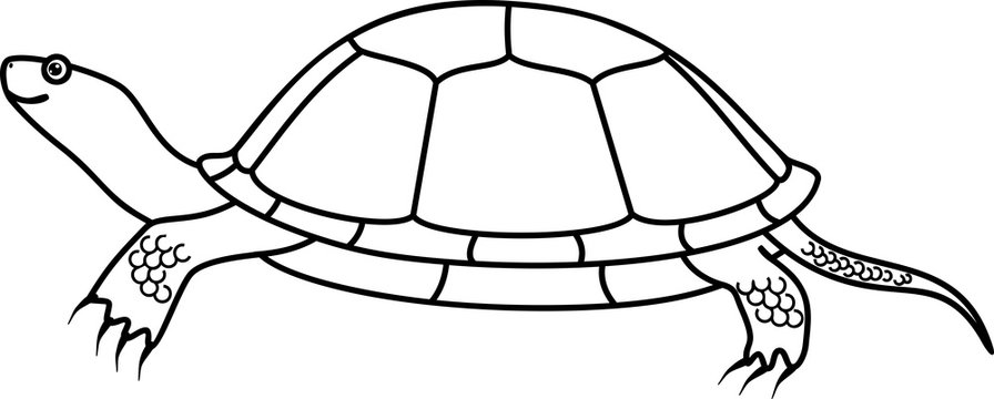 European pond turtle coloring page
