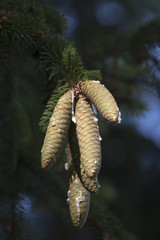 Norway spruce cones (Picea abies).