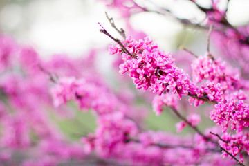 flowering branches of a shrub with pink flowers in the spring