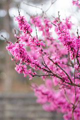 the perfect blooming spring shrub