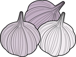 Group of Purple Garlic bulbs on white background