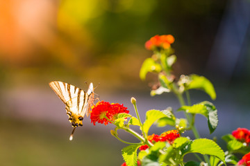 Summer blooming flowers meadow and butterfly sun rays