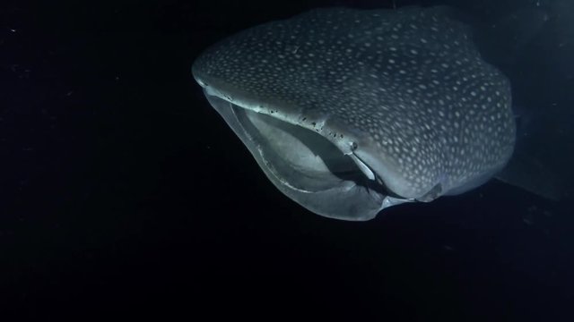 Whale Shark (Rhincodon typus) with open mouth feeding krill in the night, Indian Ocean, Maldives, Asia
