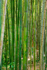 Green Bamboo Natural Background. Vertical photo. 