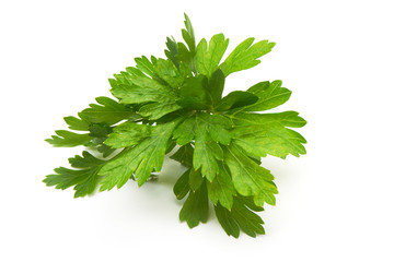 Fresh parsley, close-up, isolated on white background.