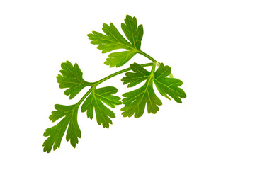 Fresh parsley, close-up, isolated on white background.