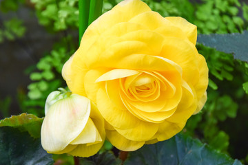 黄色いベゴニア　