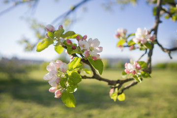 Fototapeta premium closeup blossoming apple tree with pink flowers in a garden